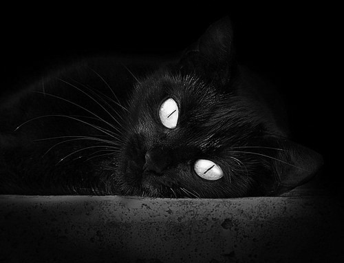 体育在线-迪马利亚魔力四射主宰欧战，雷恩铁腕收割苏格兰双雄