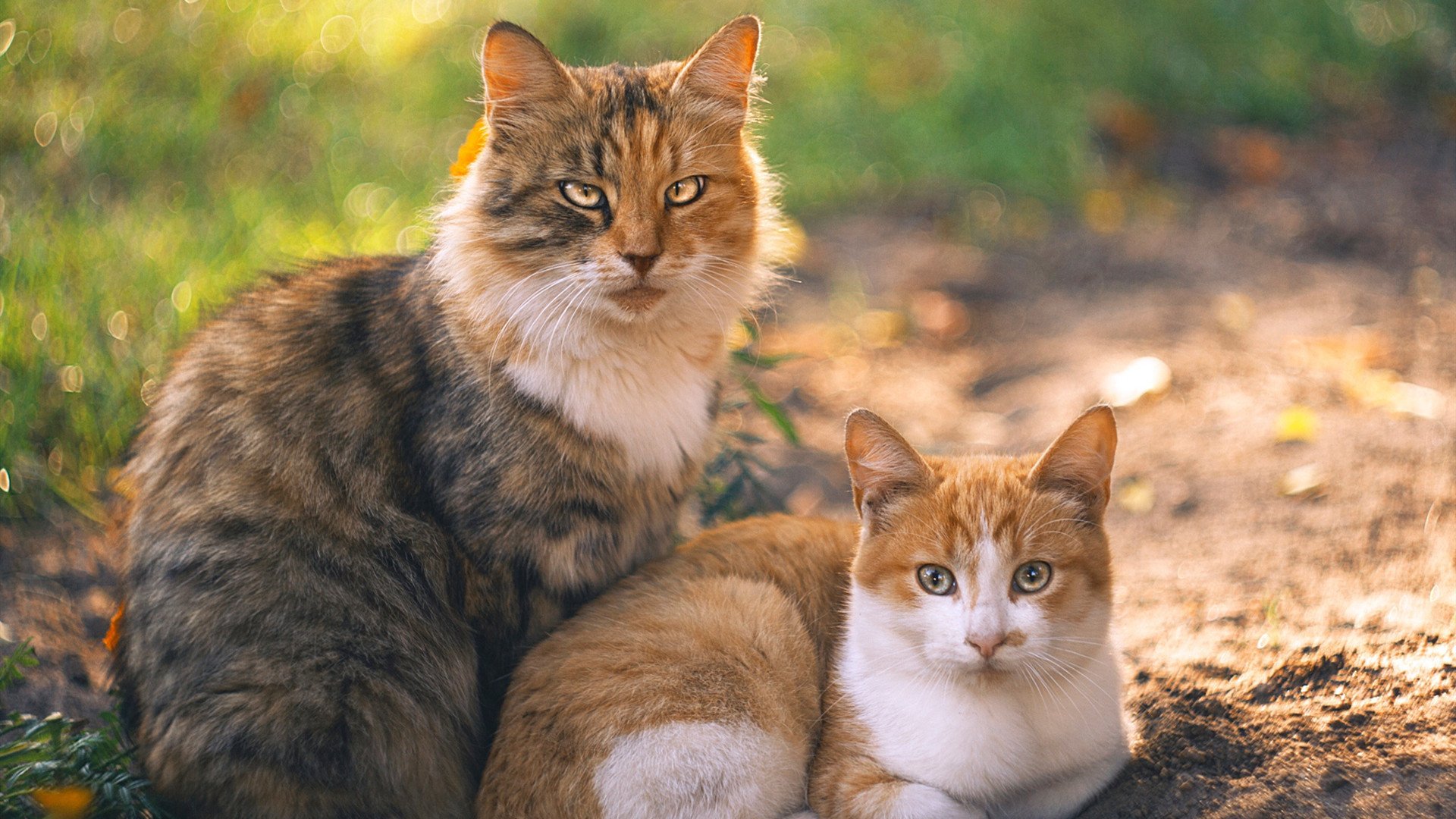 破壁者，克莱·汤普森在沪湖之战中重新定义巨星价值