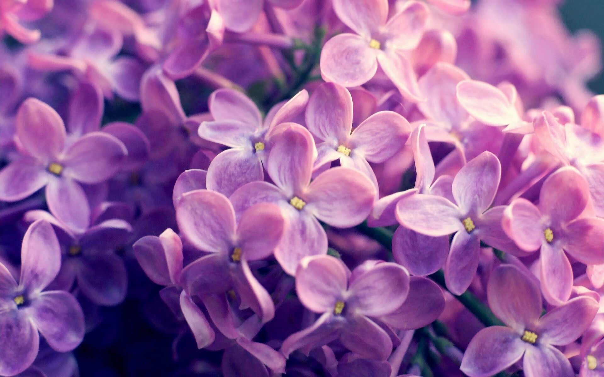 赖斯一剑封喉惊艳四座，威尔士铁血防守粉碎喀麦隆狂想