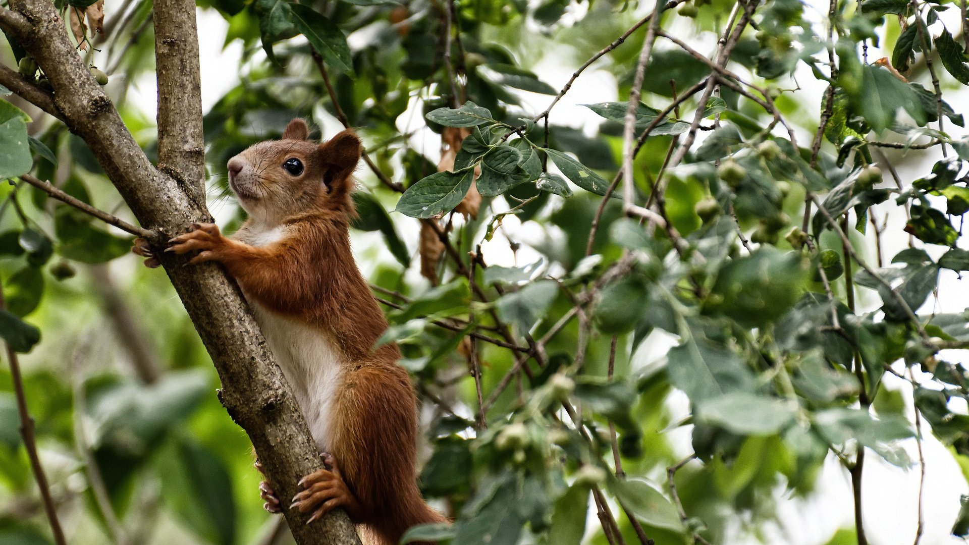 绿茵豪门对决与独行侠铁蹄，当代体育的战争隐喻