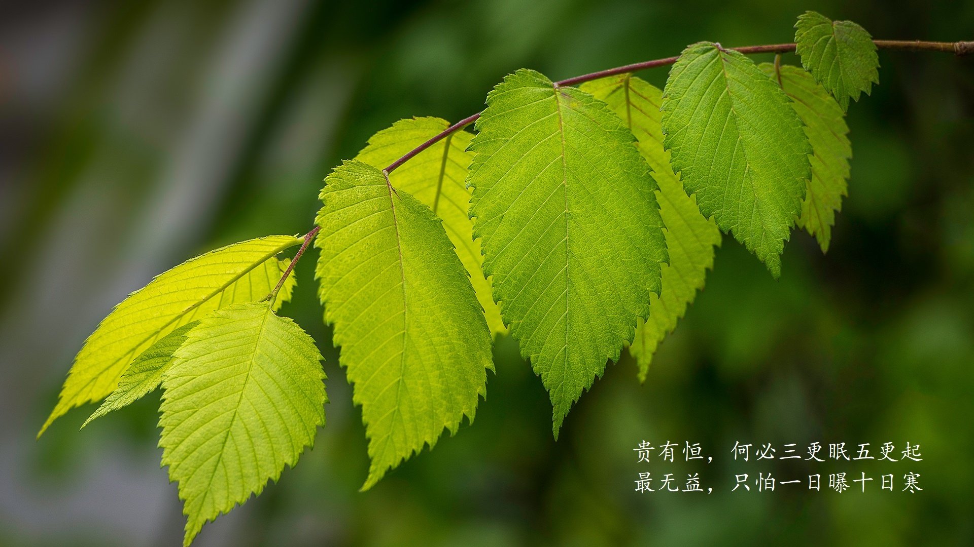 钟表匠的精准与斗牛士的优雅，2026世界杯四分之一决赛，瑞士完胜荷兰，佩德里独舞之夜